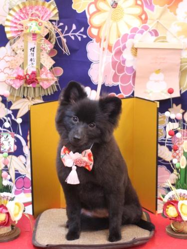 20240106ミルキーちゃん